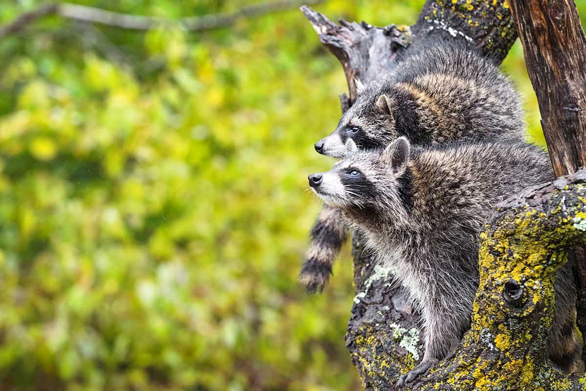 Waschbären im Baum, wie sie in die Ferne blicken