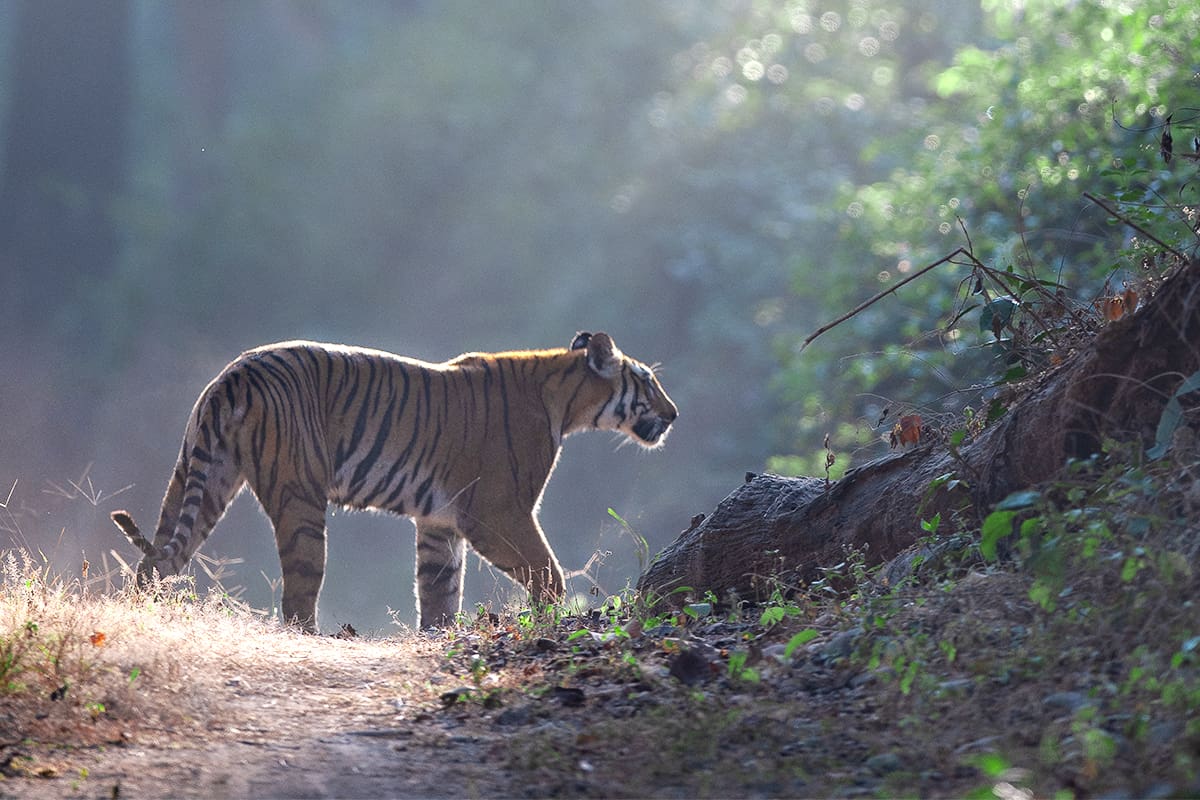 Coverbild Stromanbietercheck Banner (c) WWF