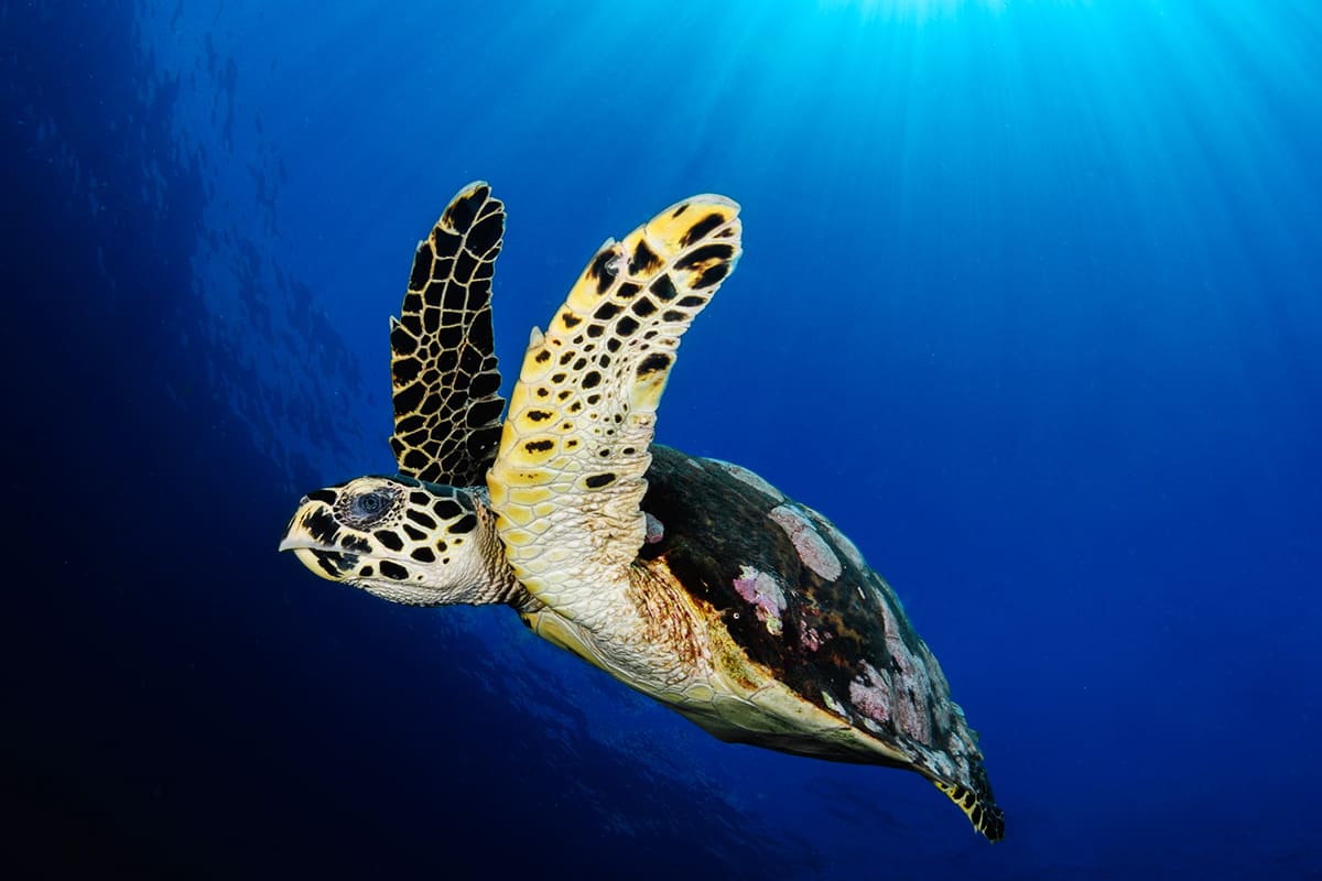 Meeresschildkröten Baby