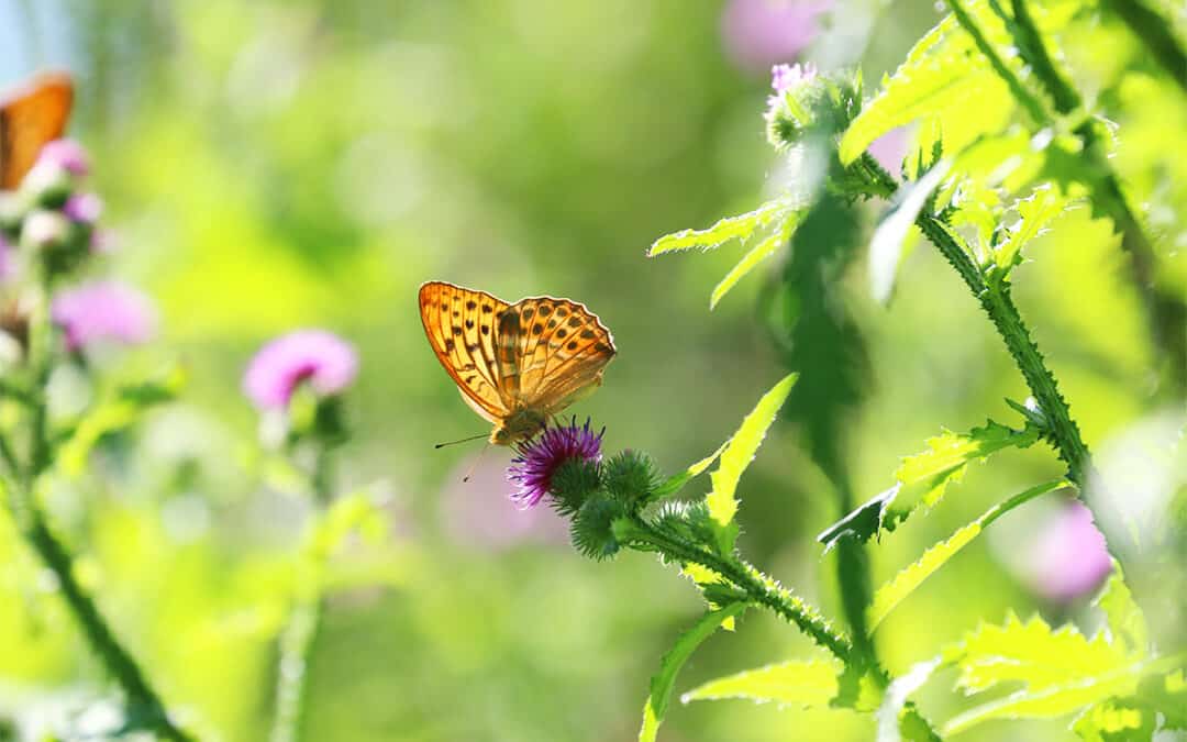 Nature Restoration Law:Die wichtigsten Fragen & Antworten