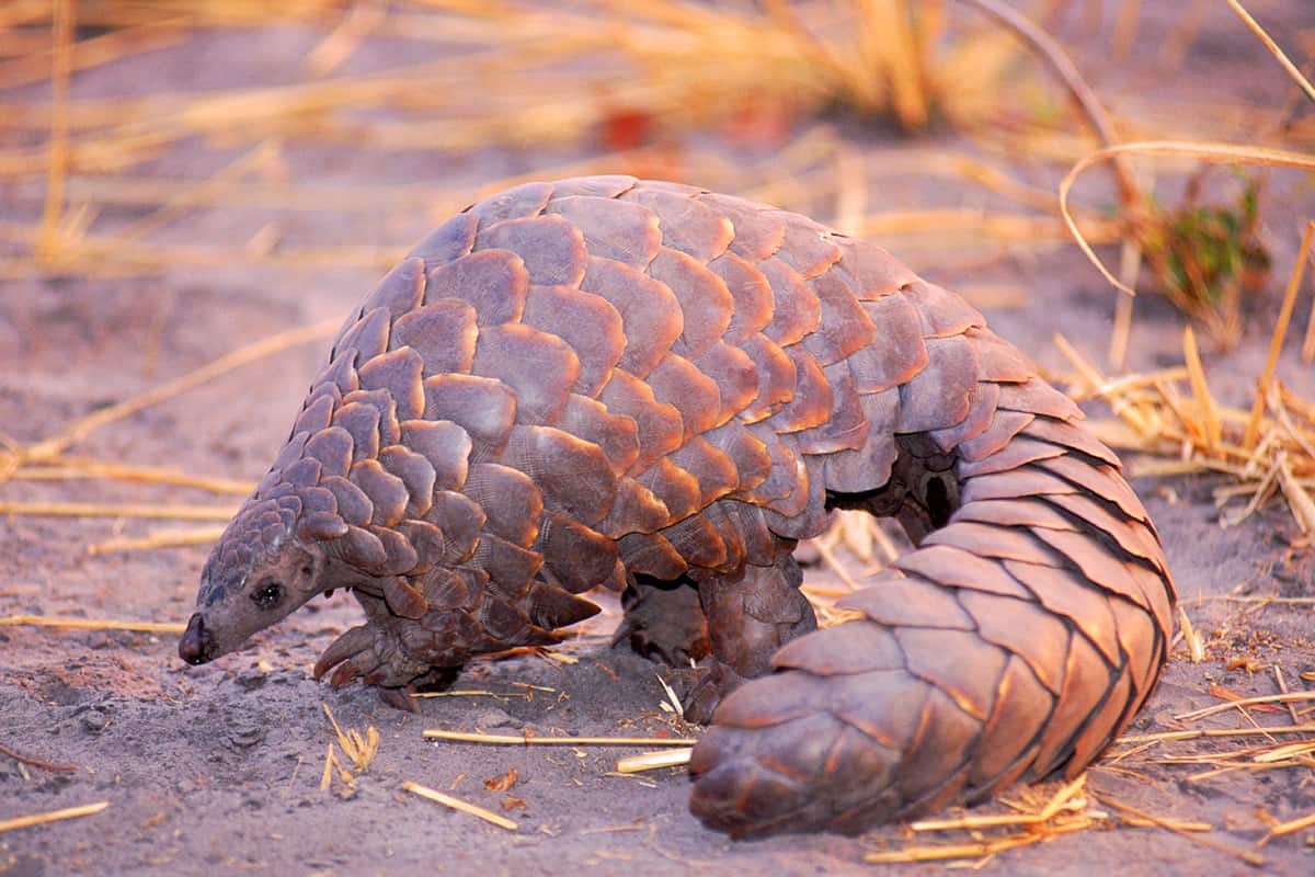 Pangolin in Steppe