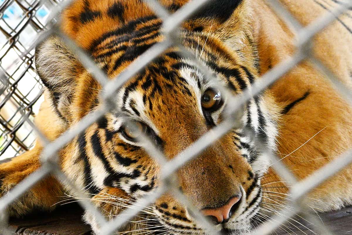 Tiger im Käfig - Bucket