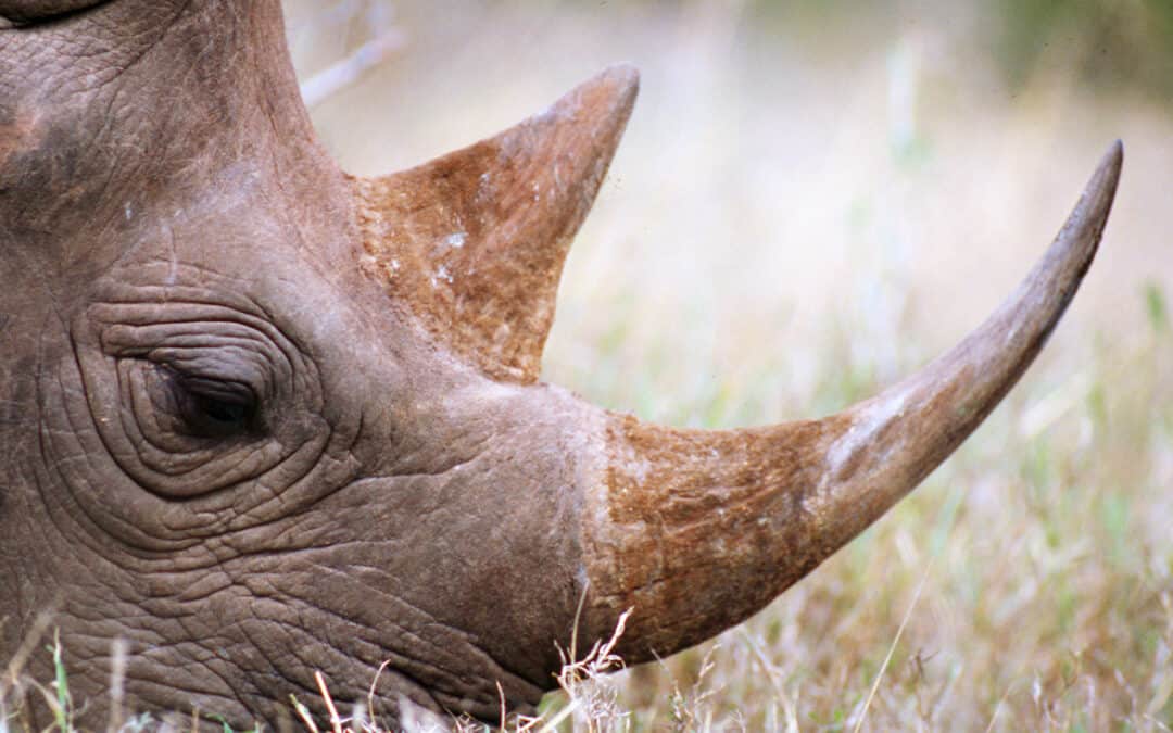 Spende Wildlife