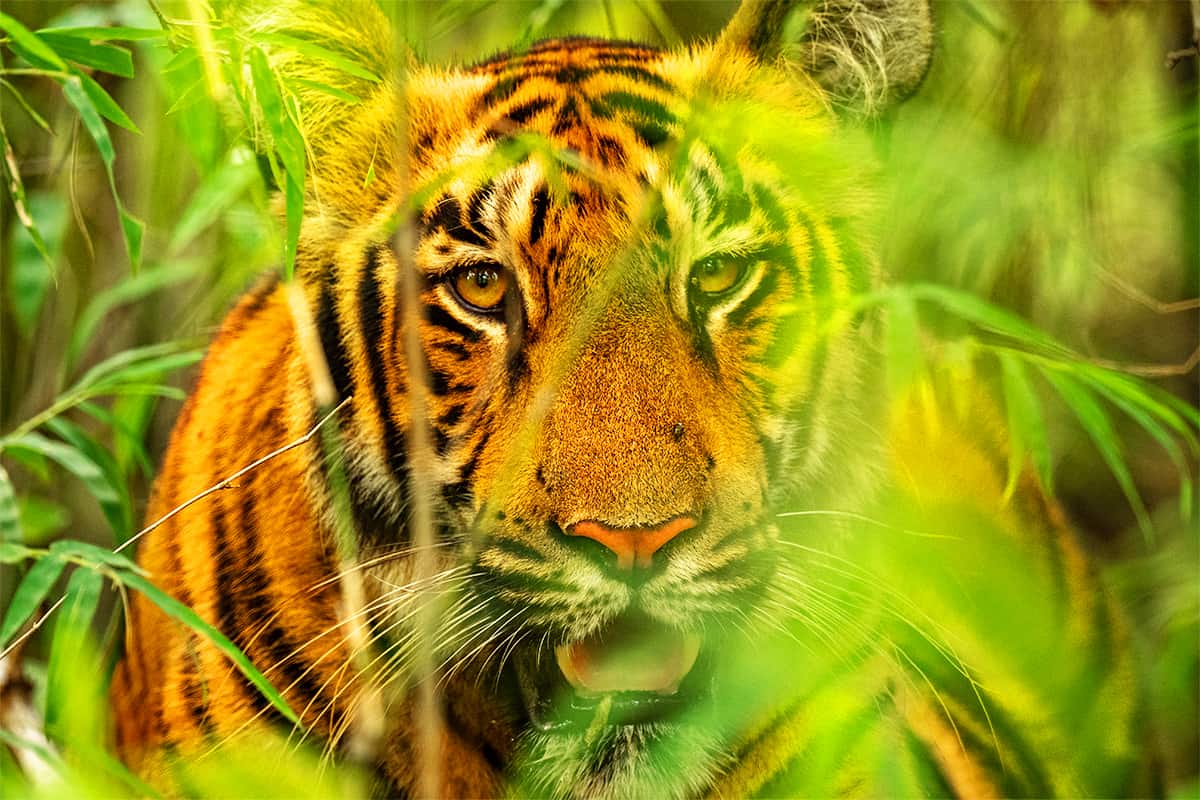 Ein Tiger der im Busch lauert
