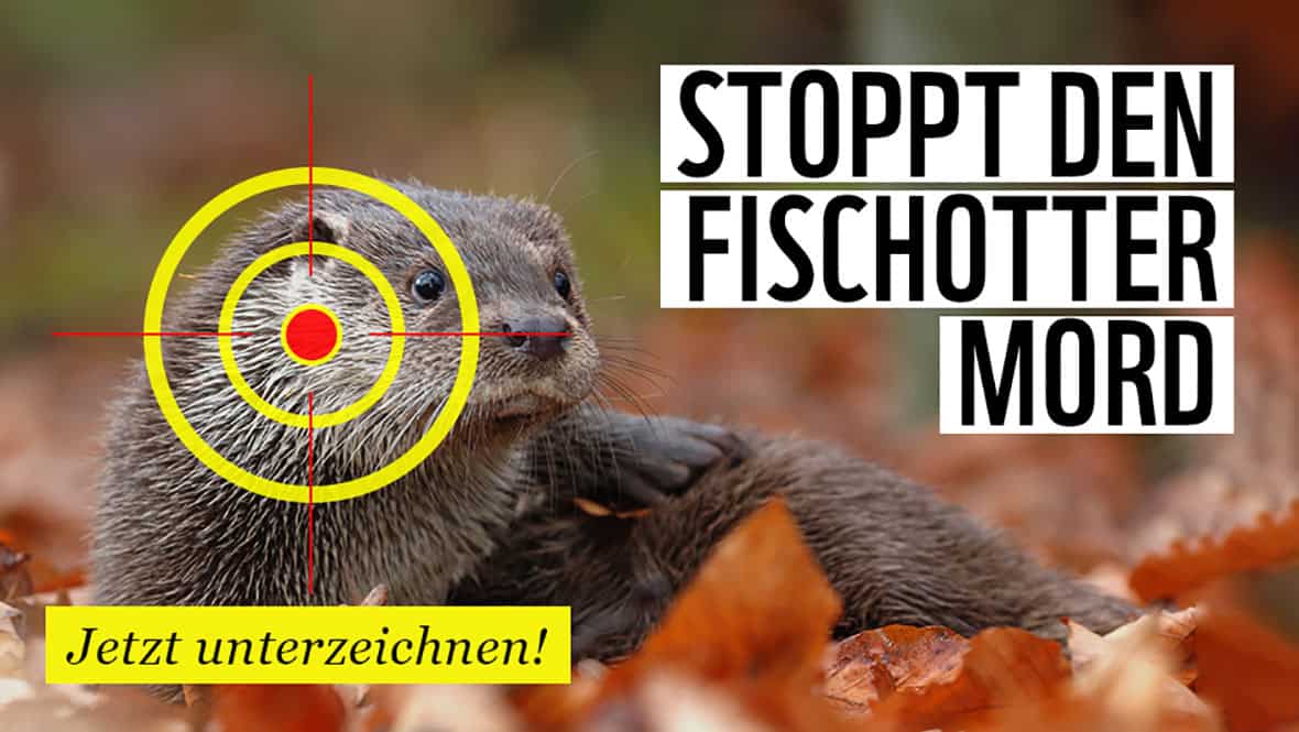 Petition: Billigfleisch stoppen