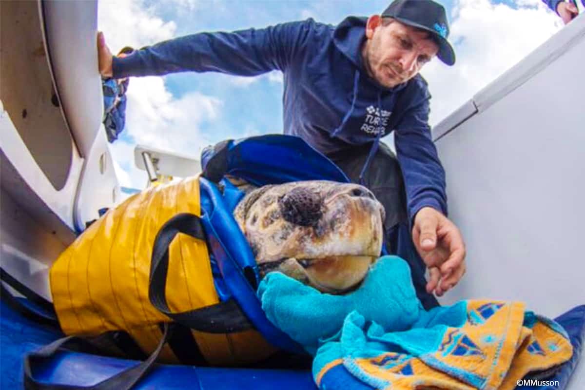Yoshi, die Schildrköte, am Boot © MMusson Yoshi, die Schildrköte, am Boot