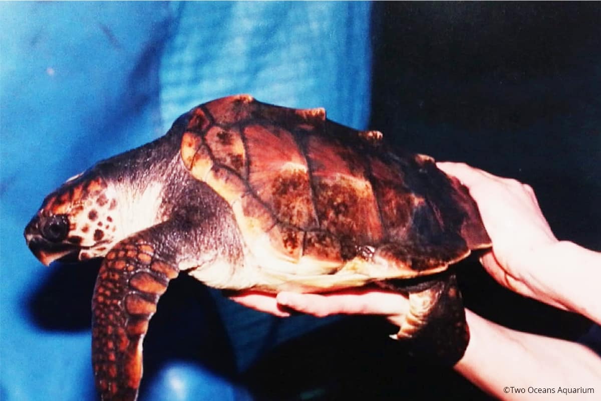 Baby Yoshi ©Two Oceans Aquarium Baby Yoshi