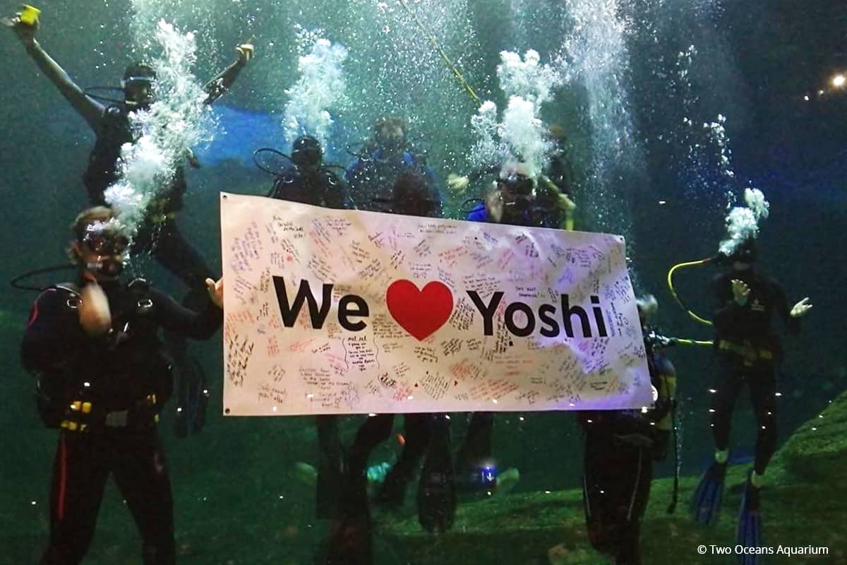 "We love Yoshi" Party mit Tauchern © Two Oceans Aquarium "We love Yoshi" Party mit Tauchern