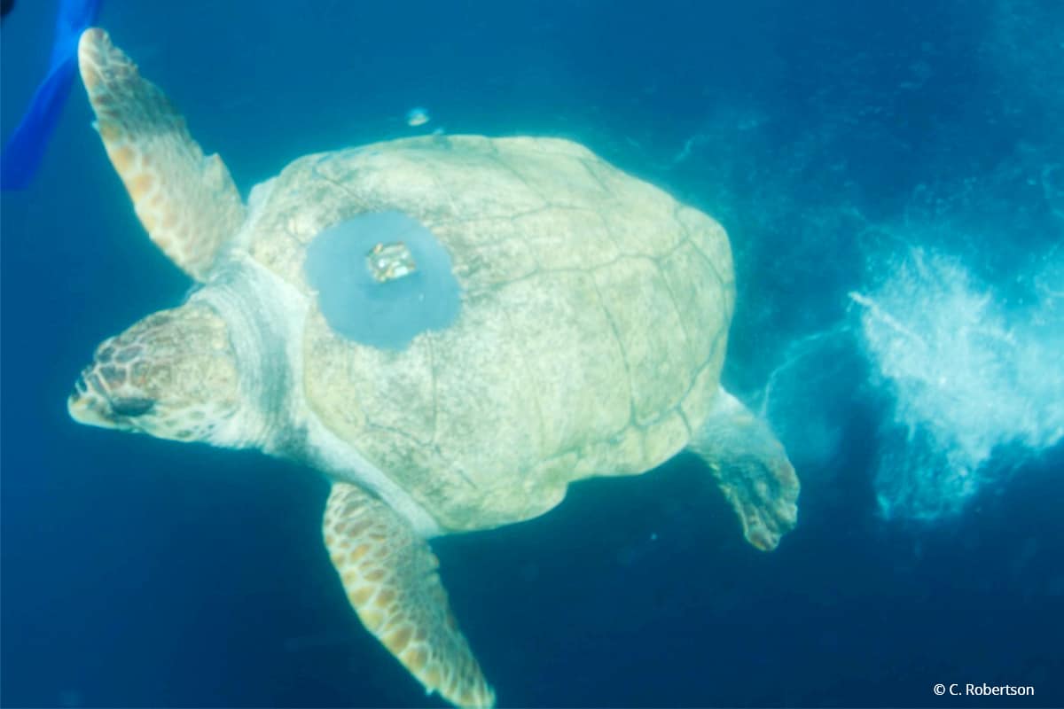 Schildkröte schwimmend ©CRobertson Schildkröte schwimmend