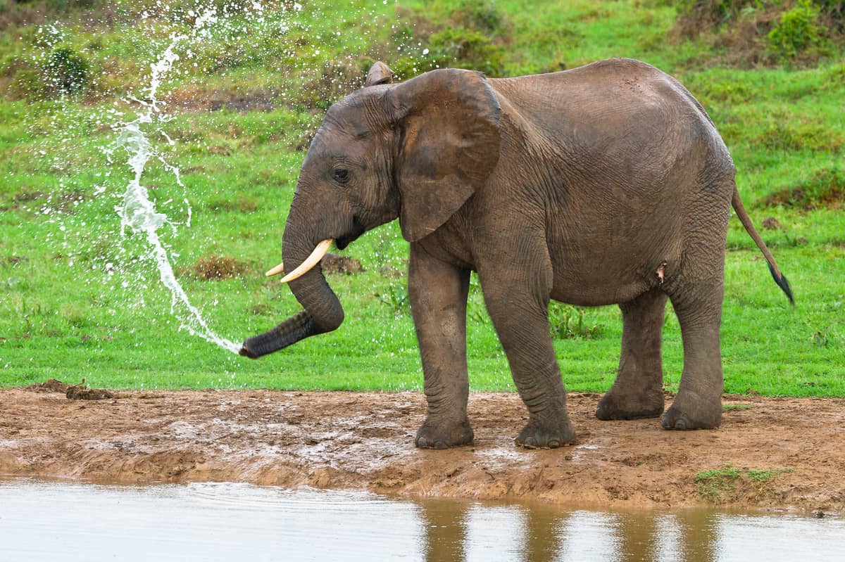 Eine angenehme Dusche, © by P.Chadwick/WWF Eine angenehme Dusche, © by P.Chadwick/WWF