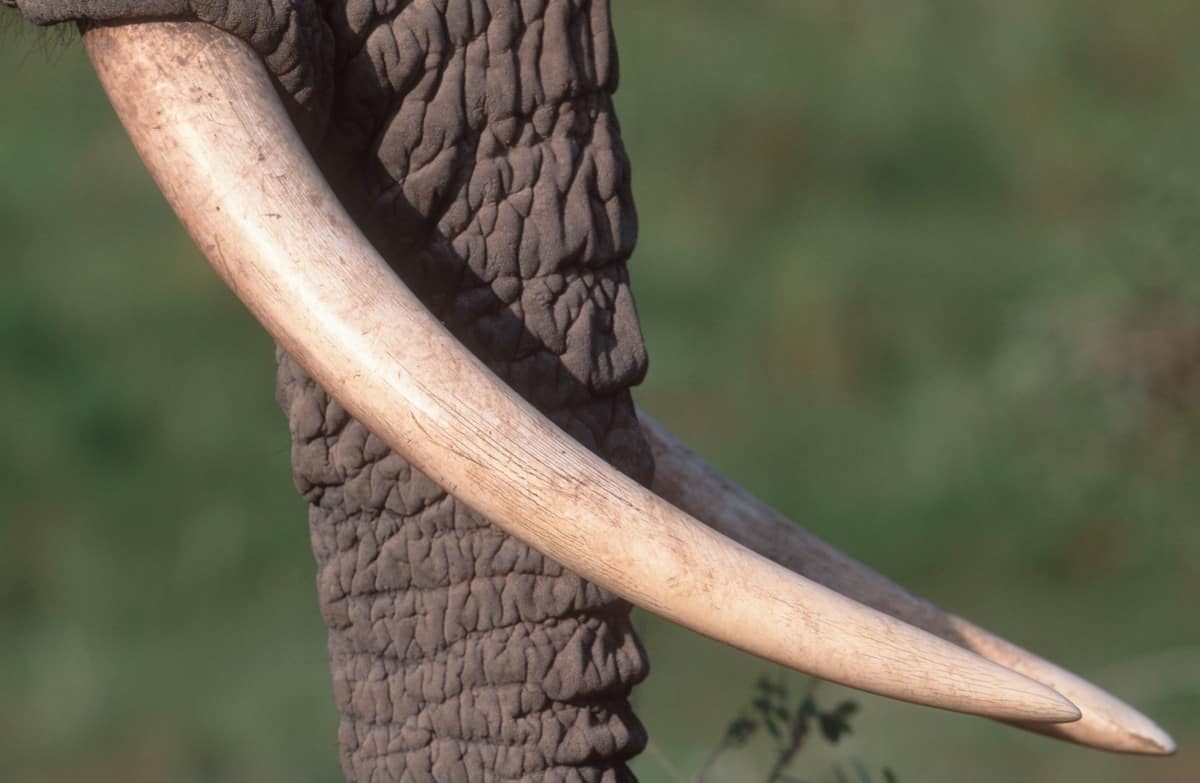 Mächtige Stoßzähne, © by Martin Harvey/WWF-Canon Mächtige Stoßzähne, © by Martin Harvey/WWF-Canon