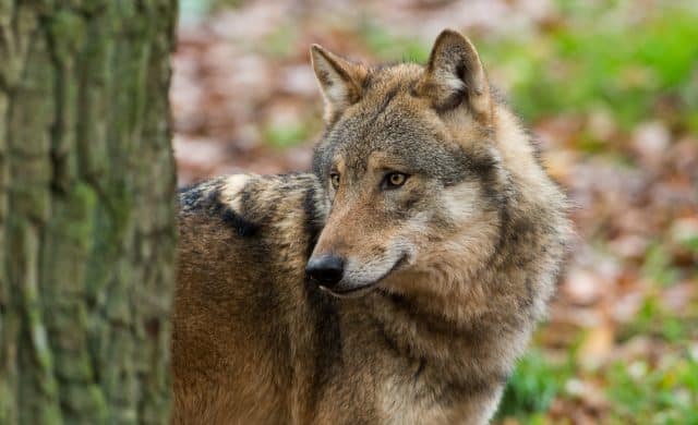 wolf-neben-baumstamm