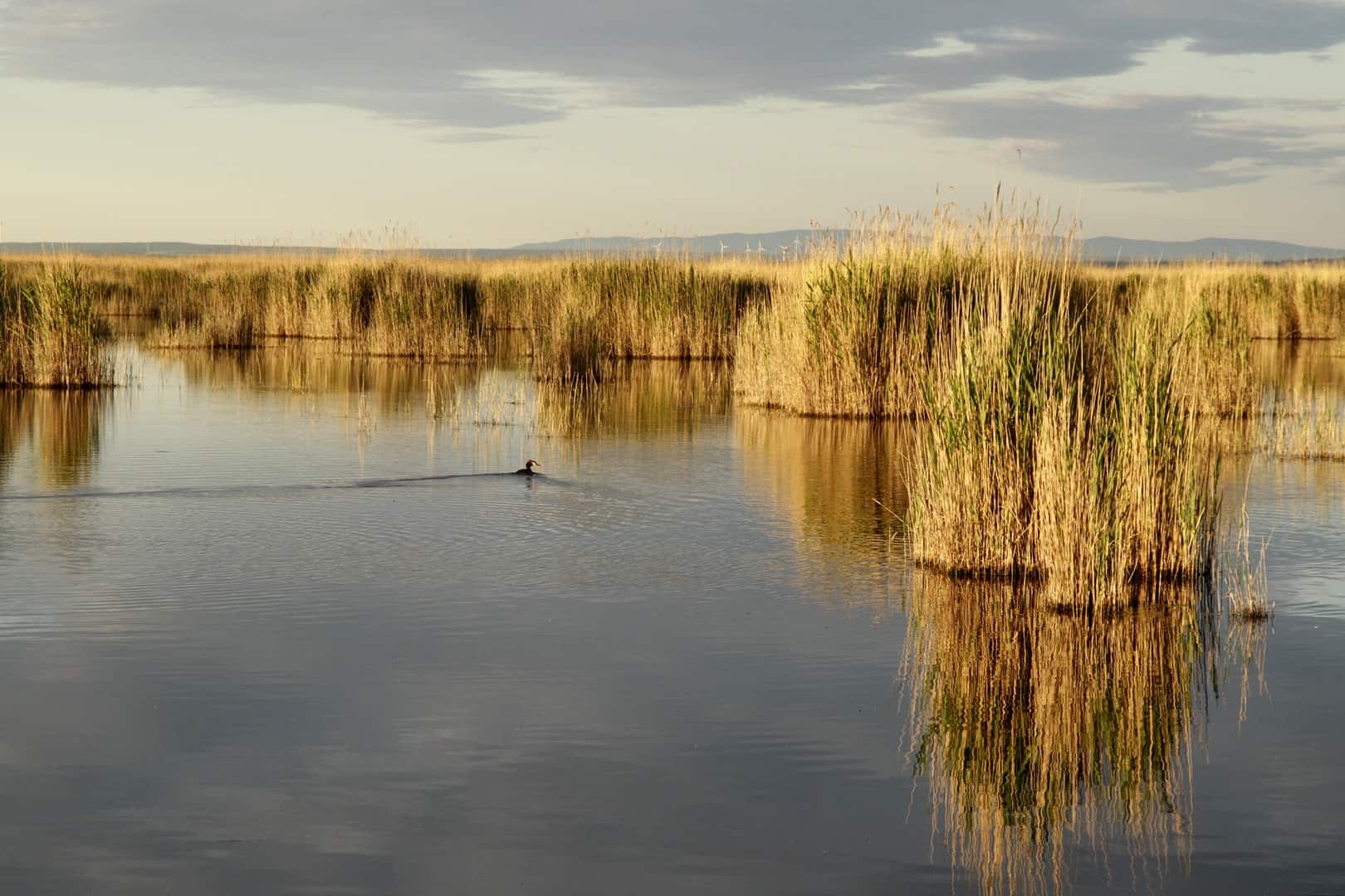 Schilfgürtel Neusiedler See