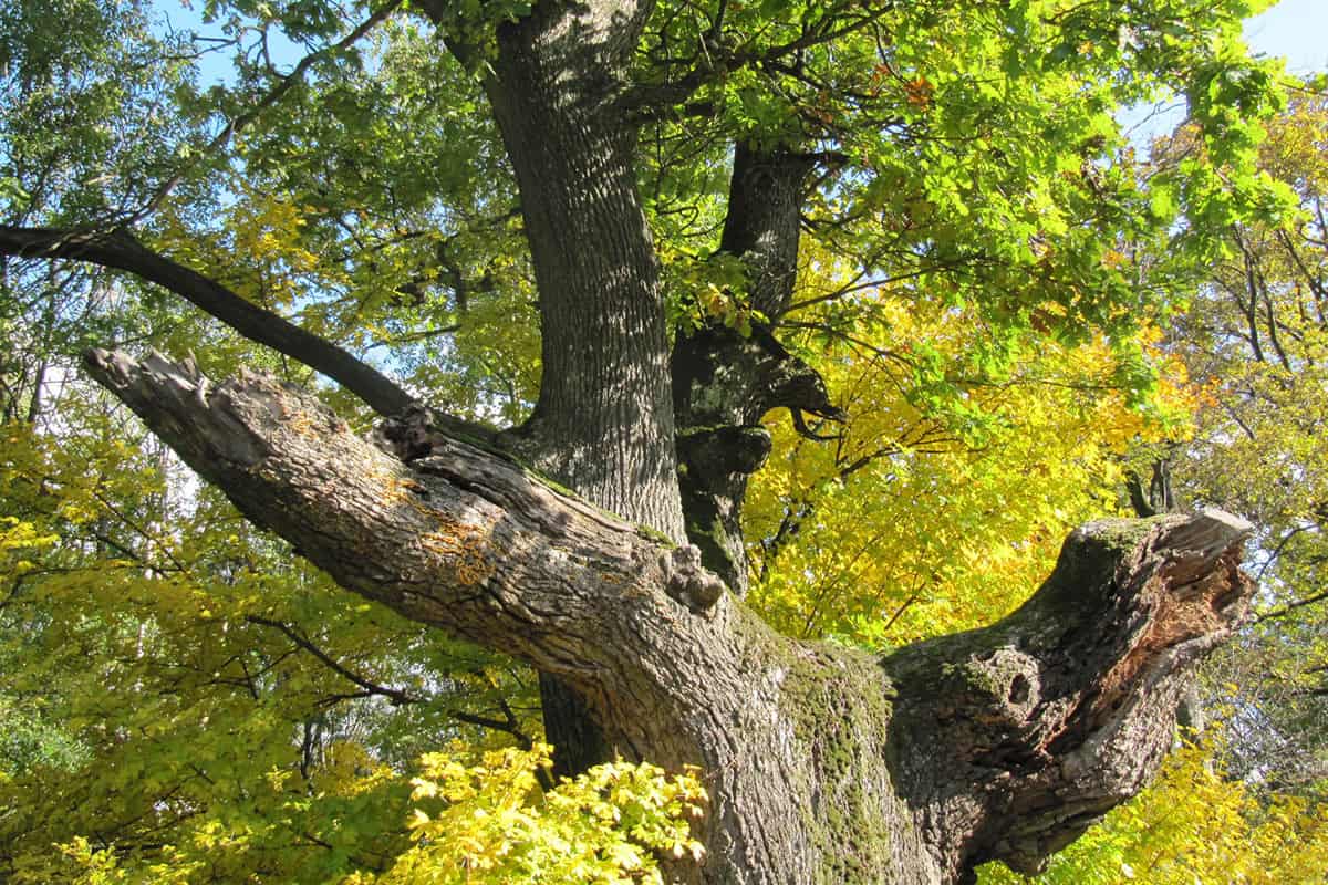 Alte Eiche mit dickem Stamm, Habitatbaum