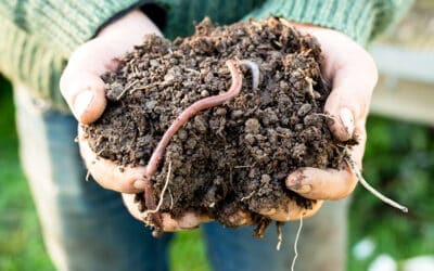 Alles über den Boden: Was genau ist „Boden“, und warum ist er so wichtig für die Natur?