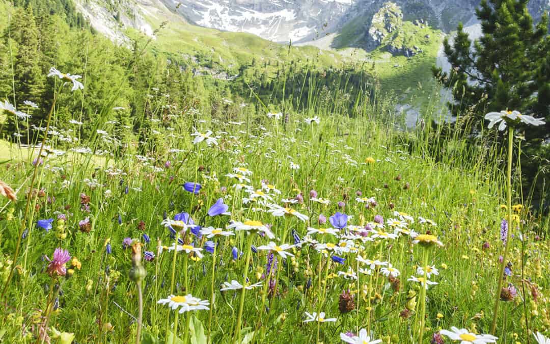 Biodiversität in Österreich schützen