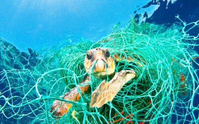 WWF jagt Geisternetze im Mittelmeer