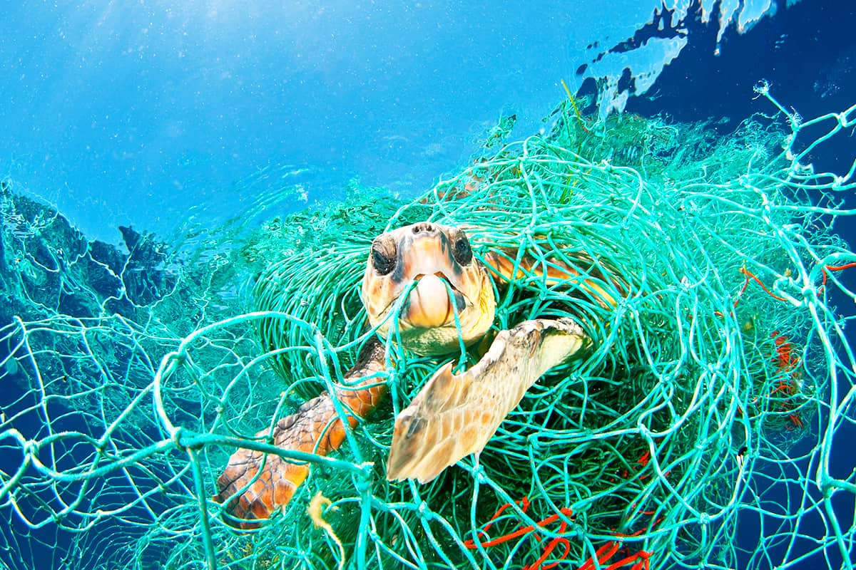 Schildkröte gefangen in einem Geisternetz Ⓒ naturepl.com / Jordi Chias / WWF