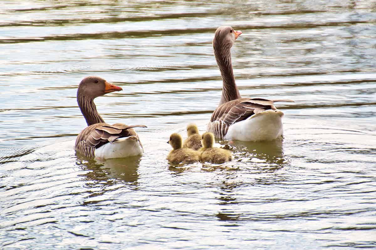 Graugansfamilie