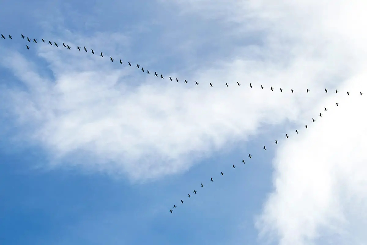 V-Formation der Graugänse