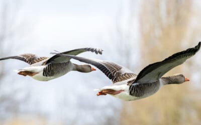 Wenn Vögel auf große Reise gehen: Heute ist Welt-Zugvogeltag!