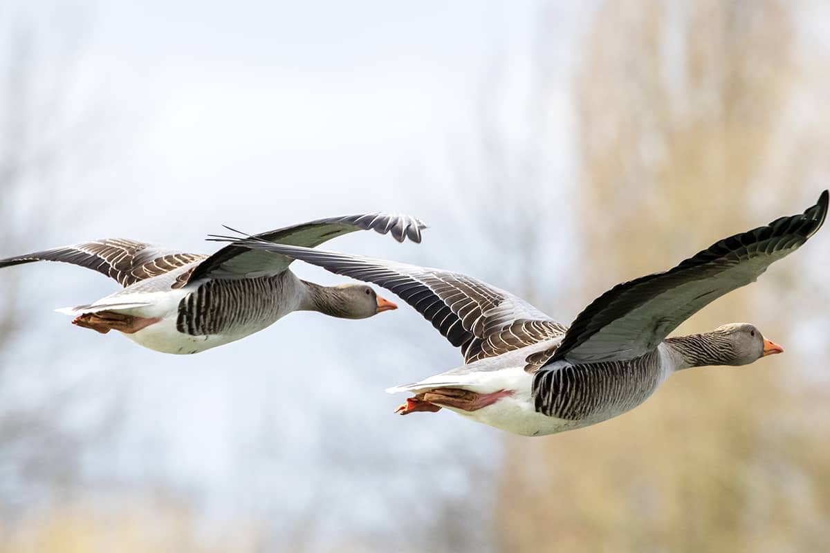 Fliegende Graugänse