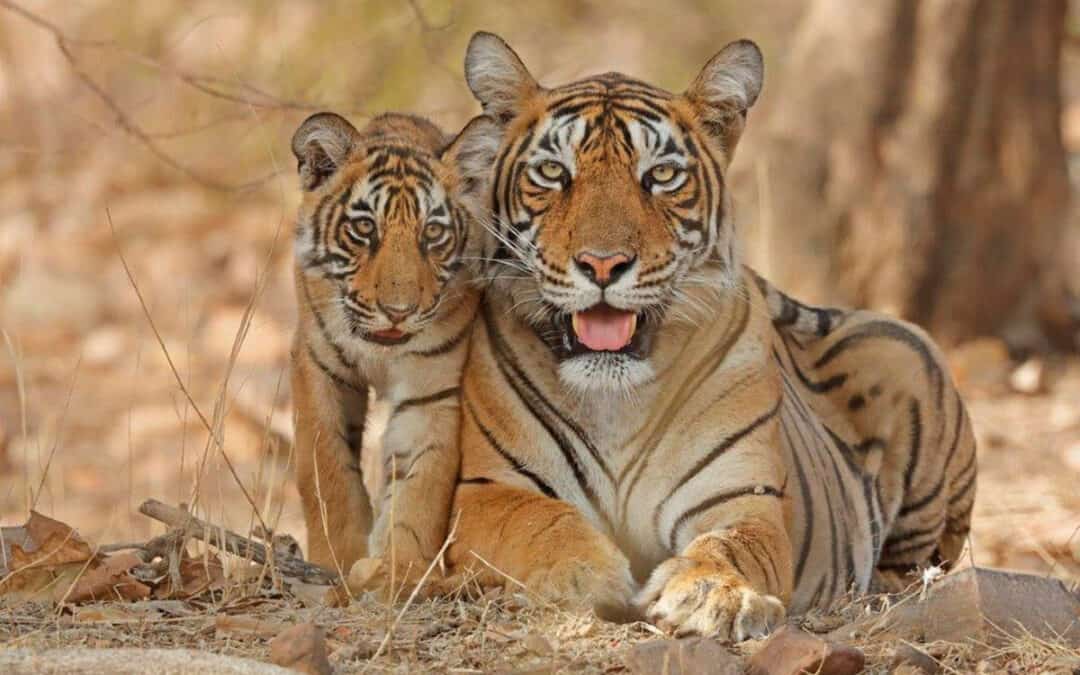 Fotostrecke: Wie der WWF den Tiger schützt