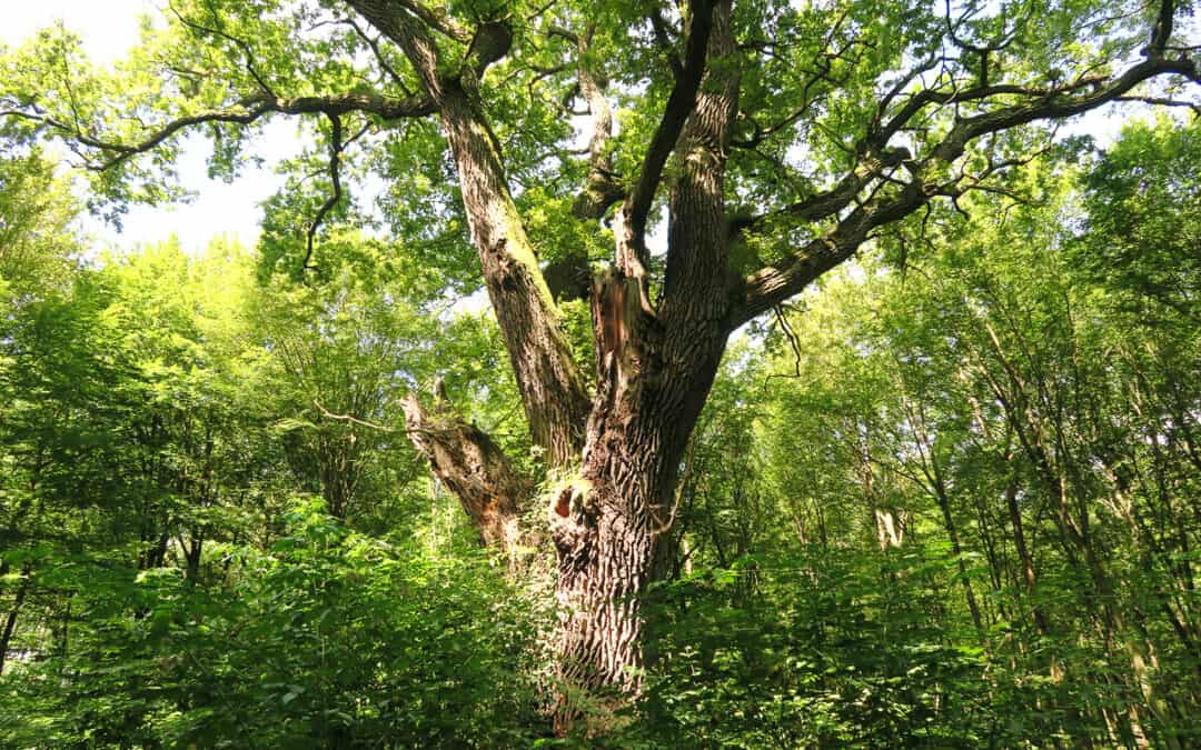 Good News: EU-Waldschutzgesetz in Kraft getreten