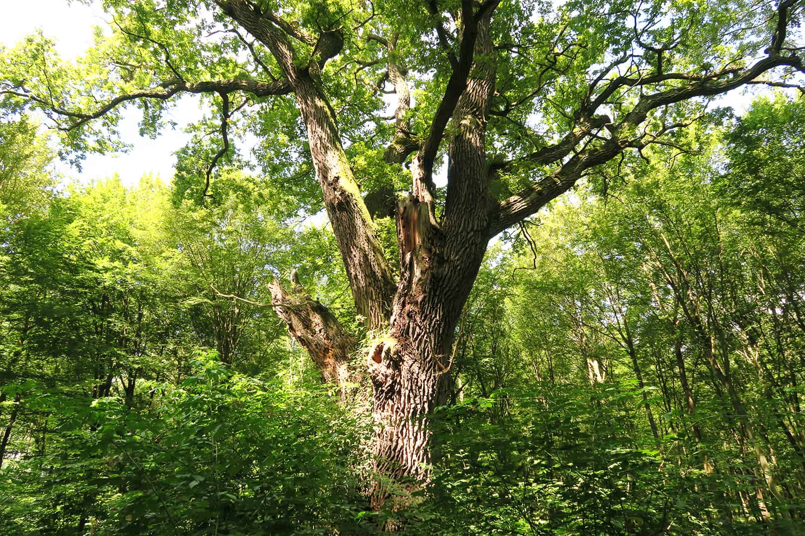 Veteranen Baum im Urwald Östereichs
