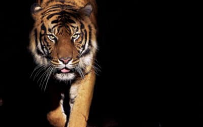 WWF: Licht und Schatten für letzte Tiger Asiens