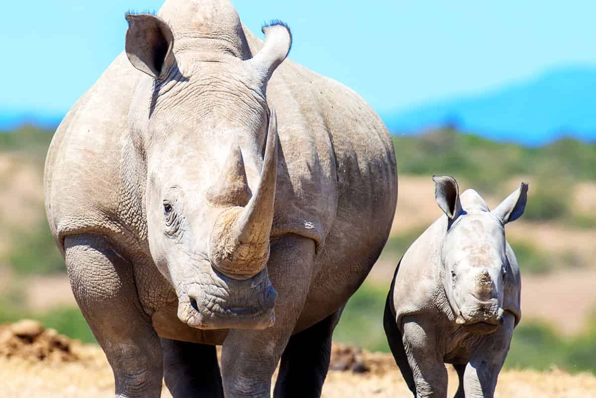 Breitmaulnashorn mit Kalb © Shutterstock / Volodymyr Burdiak / WWF Schweden