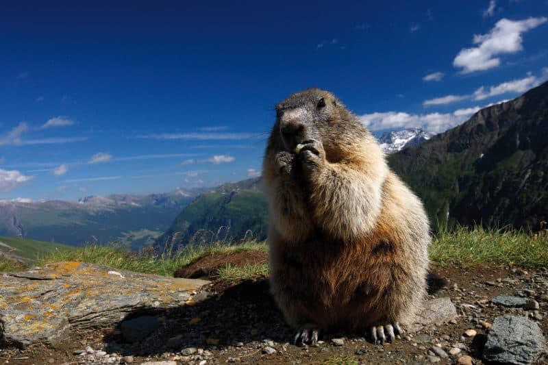 Alpenmurmeltier © WildWondersOfEurope/Lesniewski