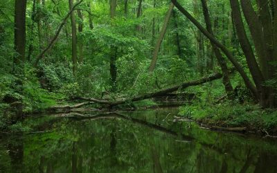 WWF: Österreichische Behörden müssen endlich Handel mit illegalem Holz aus Nationalparks und Urwäldern stoppen