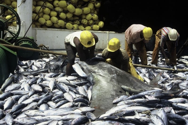 Beifang bei Skipjack-Fischerei © Héléne Petit / WWF-Canon