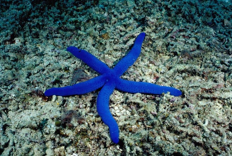 Blauer Seestern auf toten Korallen © Wolcott Henry - Marine Photobank