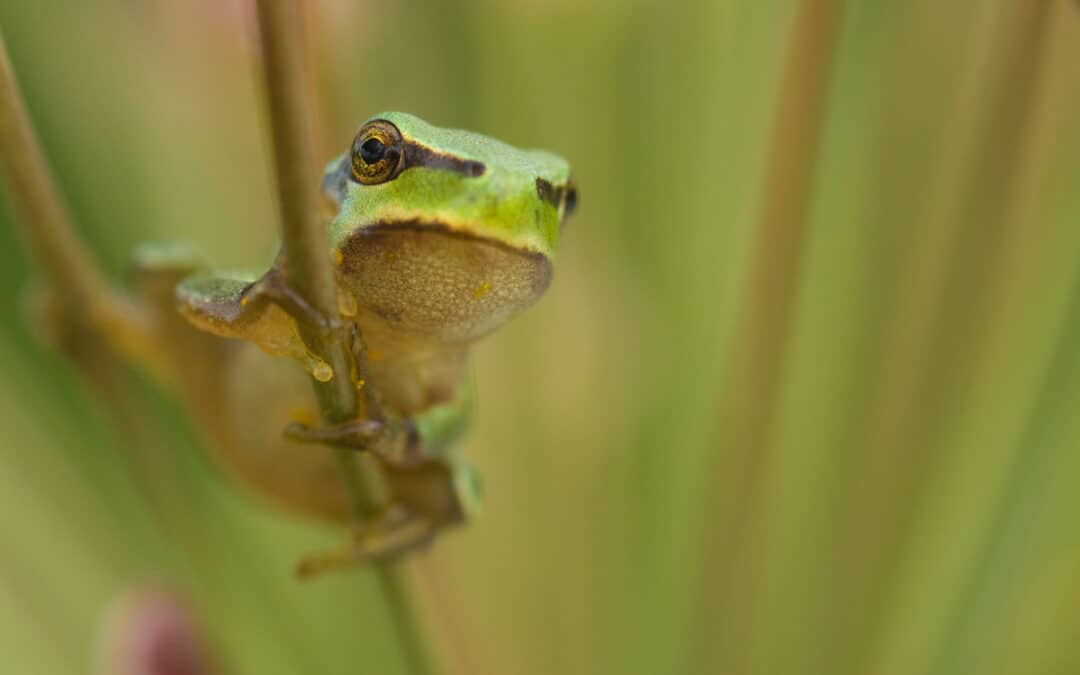 Europäischer Laubfrosch (Hyla arborea)