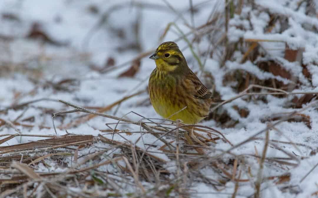 Goldhammer (Emberiza citrinella) Gesang