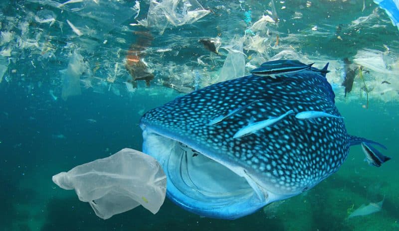 Meerestiere verwechseln Plastikmüll mit Nahrung und sterben oft daran © Shutterstock/Rich Carey/WWF