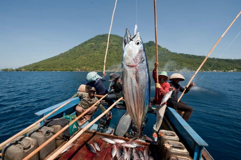 Nachhaltige Tunfisch-Fischerei: Dabei werden Hand-oder Angelleinen verwendet © J.Freund / WWF