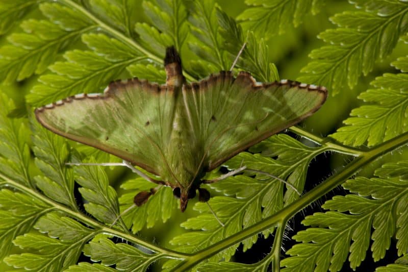 Perfekt getarnter Schmetterling © J.Freund / WWF