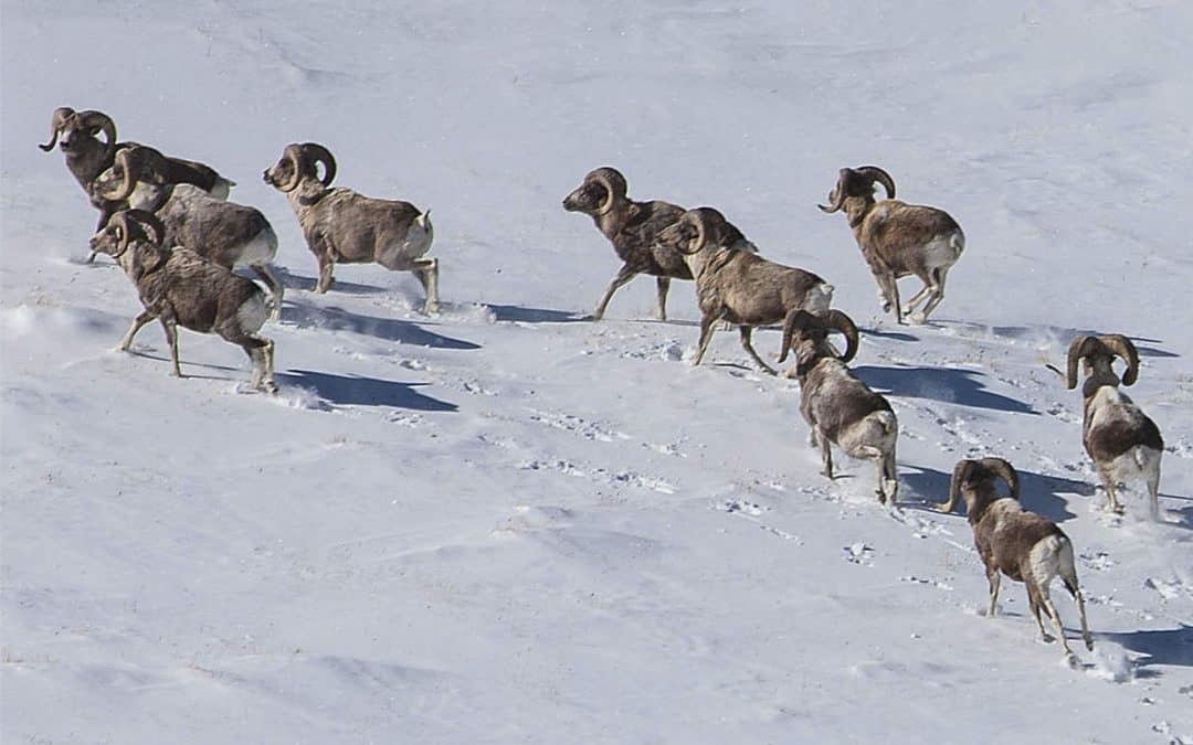 WWF-Erfolg: Argali-Schafe kehren ins mongolische Gebirge zurück