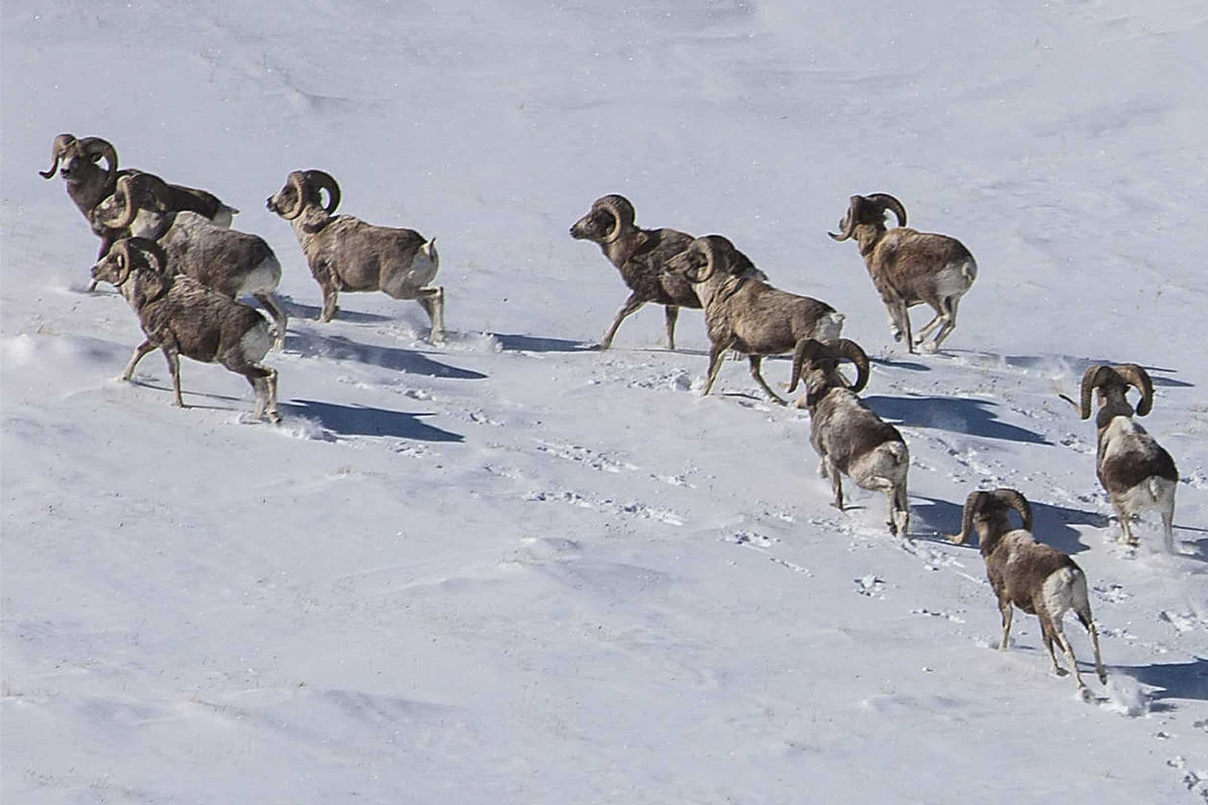 Auf dem Bild sind eine Herde der Argali-Schafe im Schnee zu sehen, die gerade einen Berg hinauf laufen. Ihre Fußstapfen sind im Schnee zu sehen. Besonders hervor stechen die imposanten Hörner der Argali-Schafe.