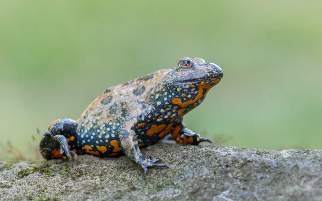 Rotbauchunke (Bombina Bombina)