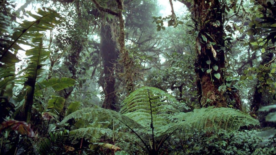 Wald © Michèle Dépraz / WWF