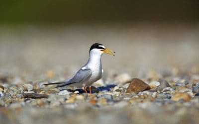 Weltwassertag: WWF kämpft für größtes Flussschutzgebiet Europas