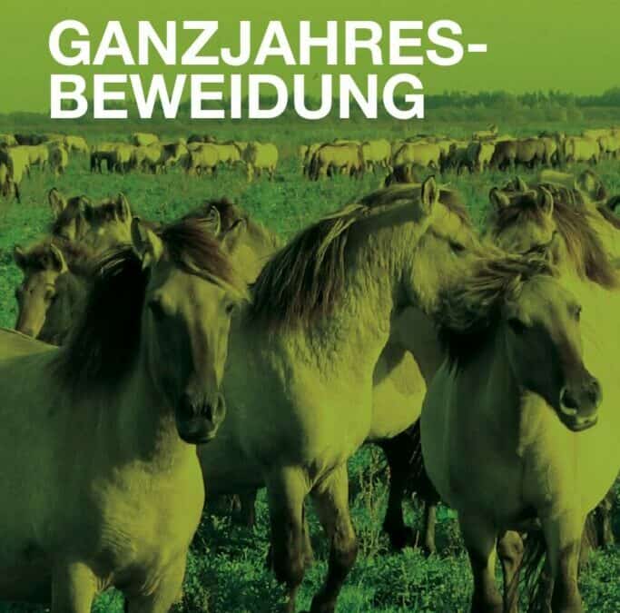 Auenreservat Information: Beweidung