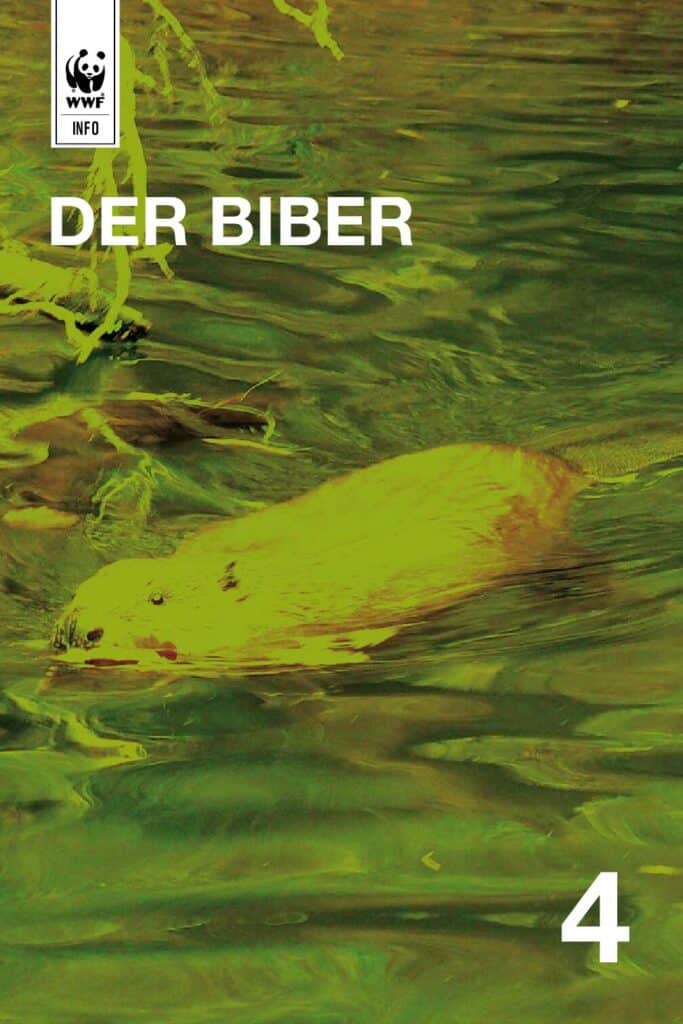 Auenreservat Information: Der Biber