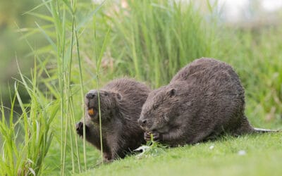 Salzburg: WWF kritisiert geplante Nachtbejagung von geschützten Arten