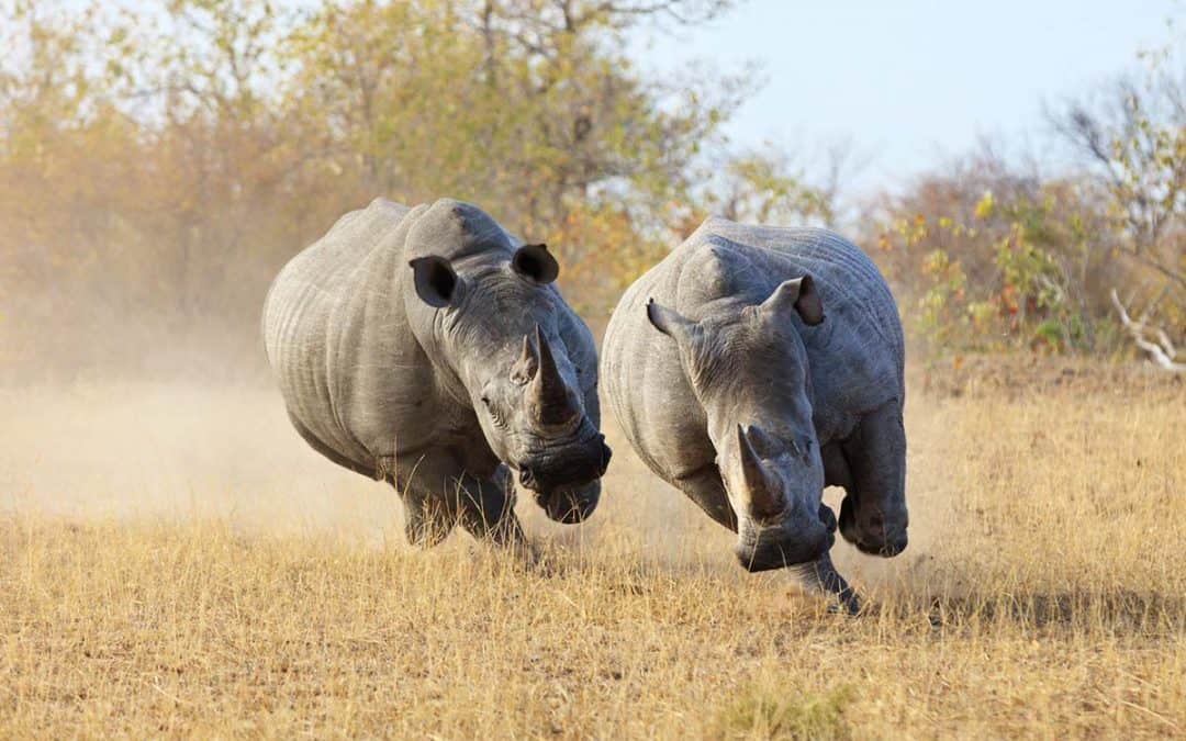 Living Planet Report 2018: Der Druck auf die Natur wird größer