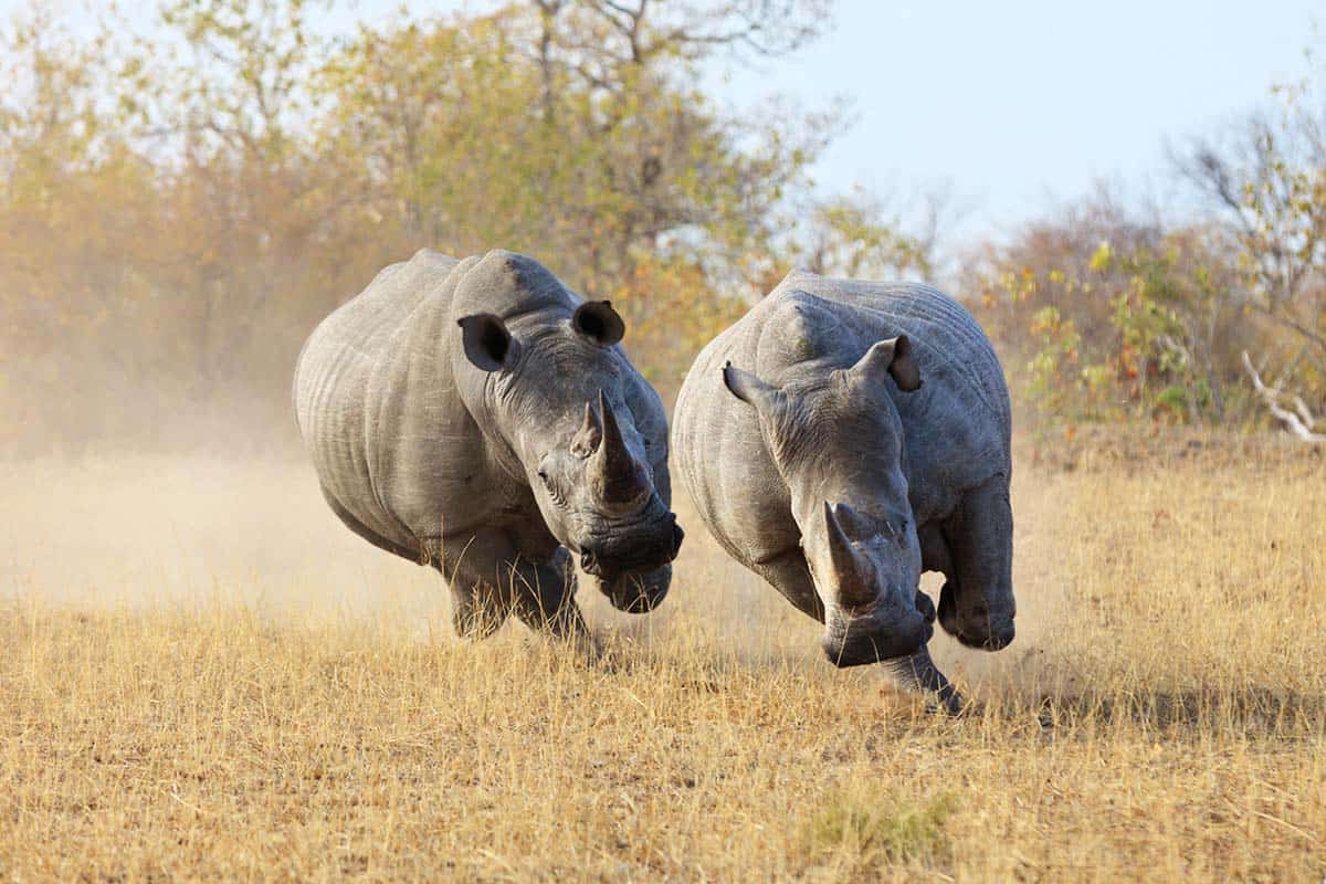 Weltnashorntag: Das sind die 5 Nashornarten - WWF Österreich